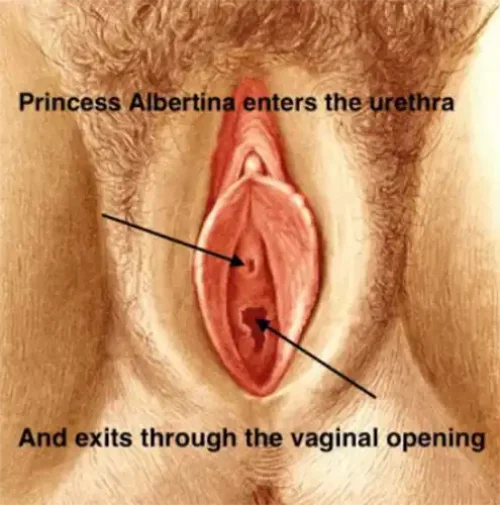 princess-albertina-piercing-illustration